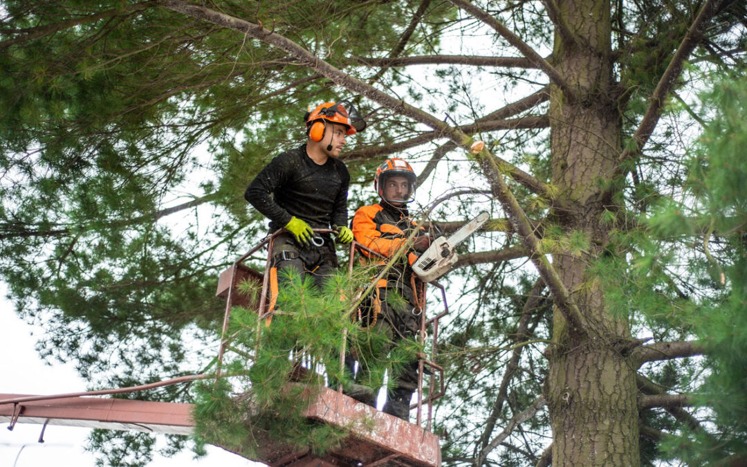 How to Hire an Arborist