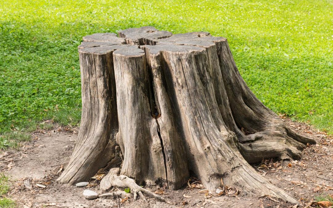 6 Reasons you Should Remove a Tree Stump