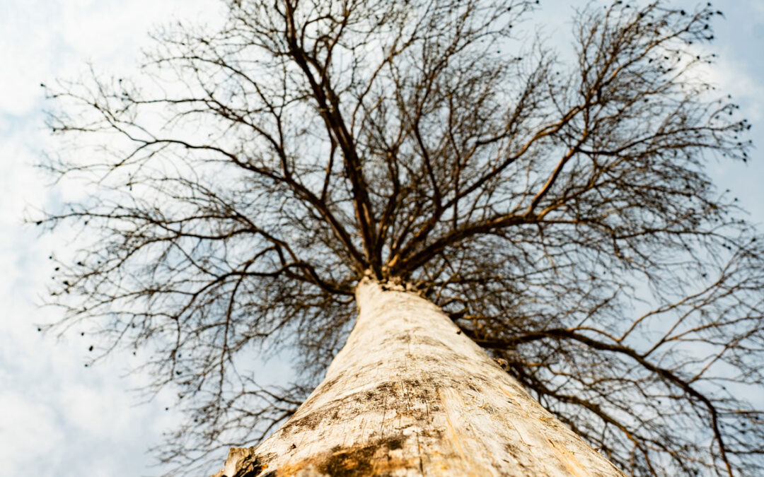 How Do I Know When a Tree is Sick?