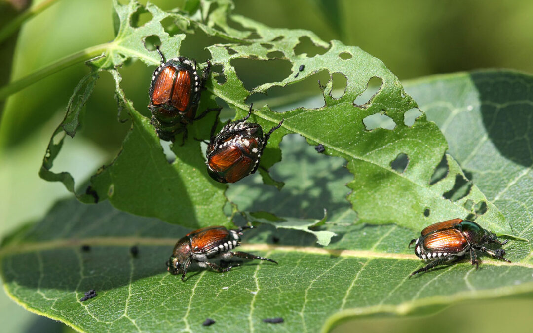 Japanese Beetles Treatments: Apply Now