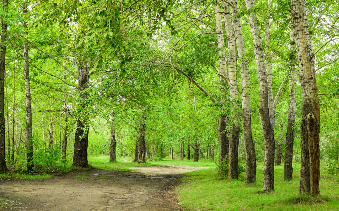 Be On the Lookout for Tree Defoliators