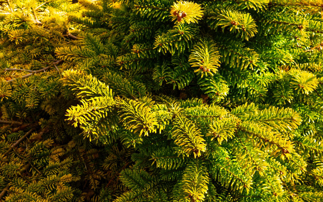 Evergreen Needle Drop