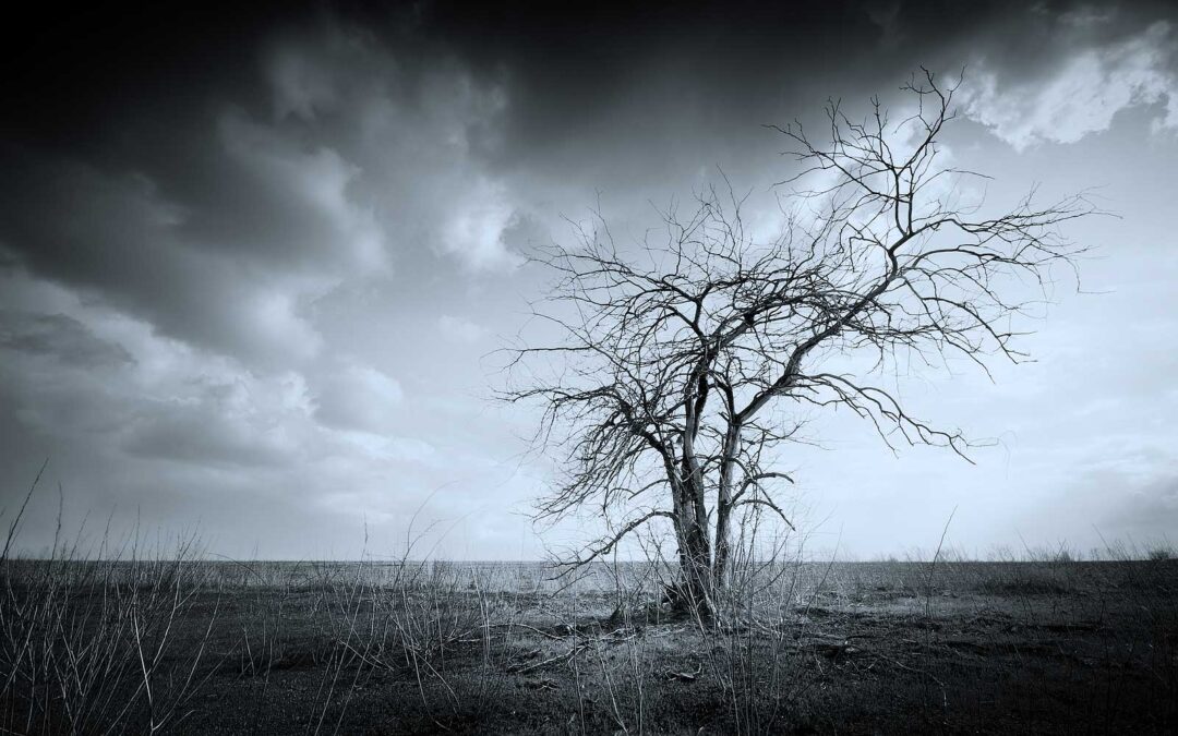 Four Signs that Your Tree is Dead