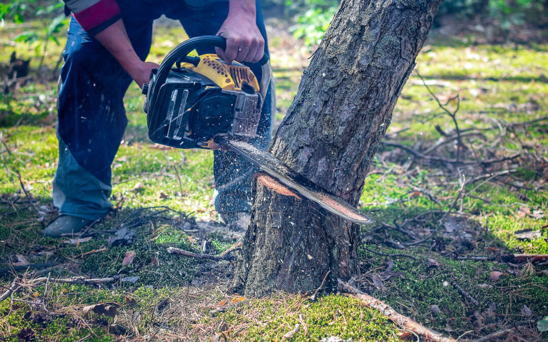 How do You Cut Down a Big Tree?