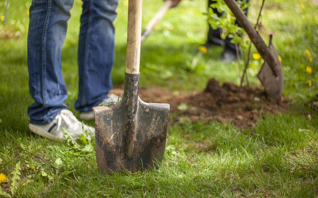 When is the Best Time to Plant a Tree?